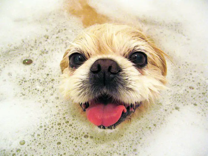 Baby Shampoo For Dogs: Is It Okay 