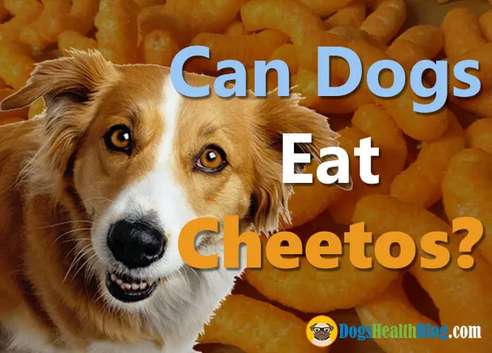 Can Dogs Eat Cheetos? Are Cheetos Bad 