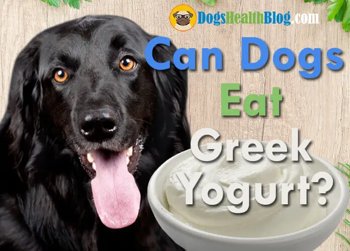 Can Dogs Eat Greek Yogurt? Is Yogurt 