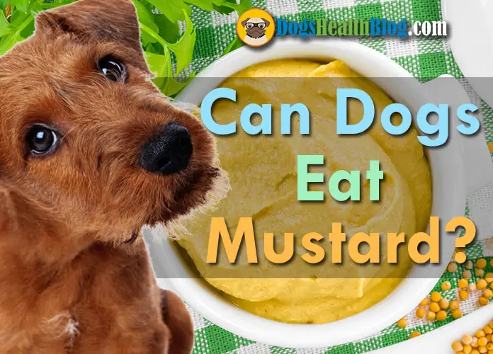 Can Dogs Eat Mustard? Is Mustard Bad 