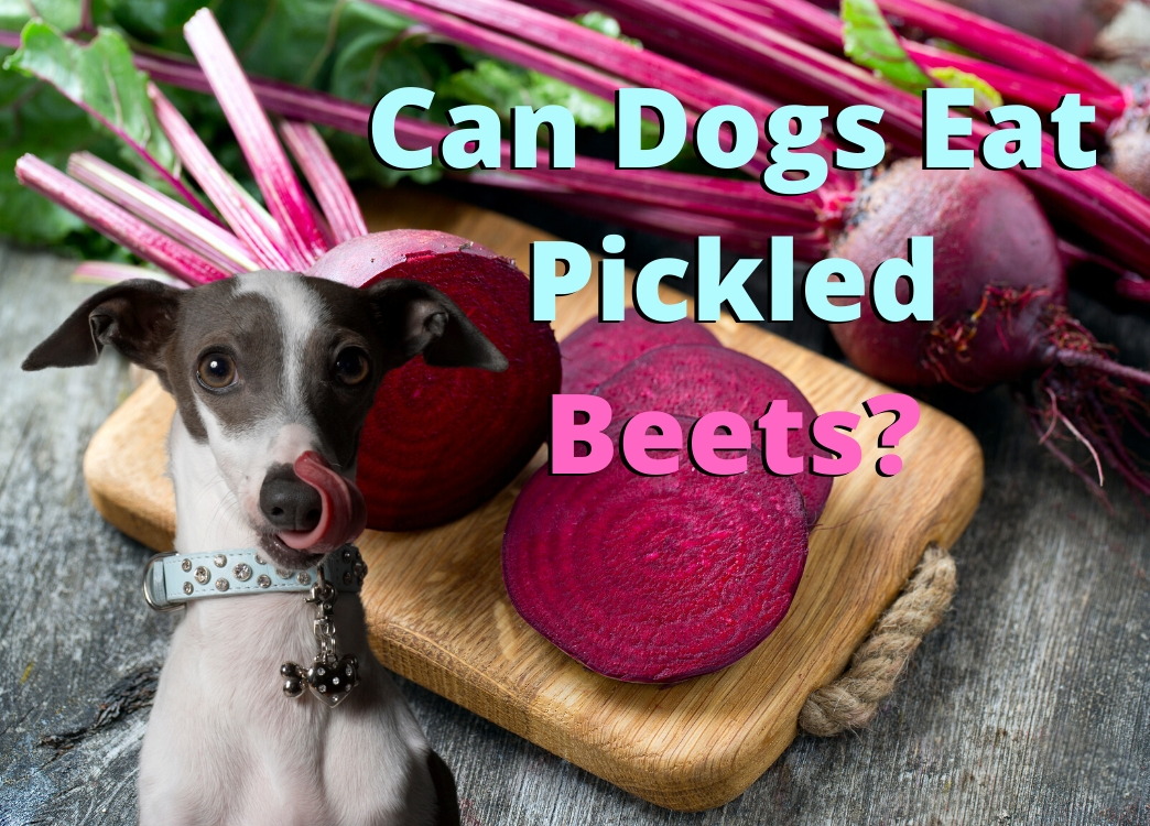 Dogs store eat beets